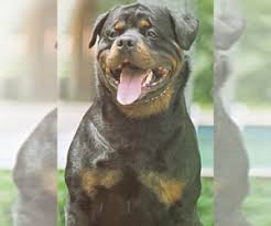 Rottweiler dog breed information, pictures, care, temperament, health, puppies, breed history. Puppyfinder Com Rottweiler Puppies Puppies For Sale Near Me In Illinois Usa Page 1 Displays 10