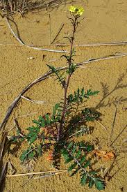 Image result for Erucastrum