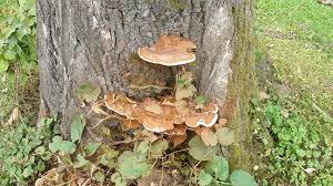 Image result for Ischnoderma resinosum