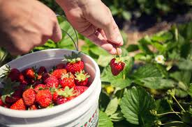 This simple method works for me. When To Harvest Strawberries