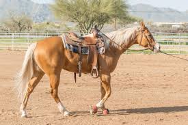 Maybe you would like to learn more about one of these? Palomino Horse All You Need To Know About This Golden Horse