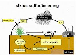 Pada siklus daur karbon ini, terdapat empat reservoir karbon utama yang dihubungkan melalui jalur pertukaran. Daur Biogeokimia Pengertian Macam Jenis Dan Contoh