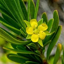 Image result for Surianaceae