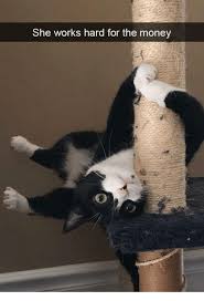 She Works Hard For The Money Meme On Me Me Funny Cat Photos Funny Animals Funny Animal Pictures