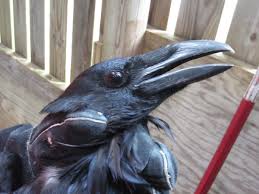 January 27 at 9:54 am ·. Common Raven 14 1100 The Wildlife Center Of Virginia Animals Wild Animals Wildlife