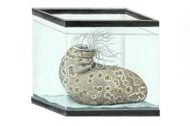 22 Animal Species So Gross Theyll Make Your Skin Crawl Animal Species Species Animals