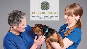 Cosmetic dentistry near me offers listing from the top cosmetic dentists across the country. Perry Referrals Referral Veterinary Dentistry And Oral Surgery Services