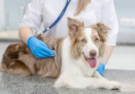 However, if your neighbor's dog barks incessantly every time you step into your yard or howls all night, to the point that it affects your quality of life, you don't have to just grin and bear it. How To Stop Dog Barking In Your Apartment Rent Com Blog