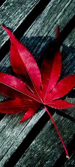 Find the best hd iphone wallpapers. Iphone X Autumn Wallpapers Hd
