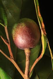 Image result for Coula edulis