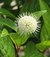 Image result for Cephalanthus