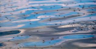 Some species of mosquitoes lay their eggs on water or on vegetation very near to water because their larval instars are aquatic. How To Get Rid Of Mosquito Larvae In Pools Expert Guide Mosquitofixes