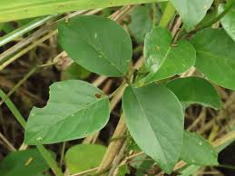 Image result for Canavalia cathartica