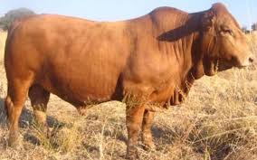 Angus +, brahman, black baldies +, braford, brangus, brangus baldies, hereford and. National Bull Heifer Sale Preparations On Coarse The Herald
