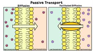 Passive Transport Diagram Diagram Quizlet