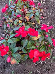 Image result for Impatiens sylvicola