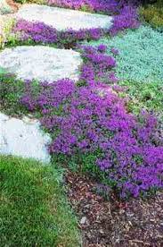 The choice hands down is a group of ground cover oreganos. Https Www Motherearthliving Com Gardening Herbal Groundcovers