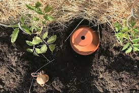 Sparen sie geld mit torfbeton und zaubern unikate. Tomaten Fast Ohne Giessen Ollas Zur Beet Bewasserung Selber Machen Gartenblog Hauptstadtgarten