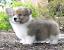 Black Long Haired Corgi