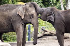 Állatkerti állatok, állatok, mentovics éva. Hogyan Torzitjak El Az Allatkertek A Termeszetrol Alkotott Kepunket