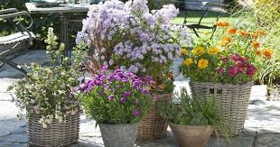 Pflanzen Fur Schmetterlinge Auf Diese 13 Arten Fliegen Sie Pflanzen Garten Schmetterlingspflanzen