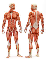 We all have a layer of fatty tissue under our skin, and this softens the look of the underlying muscles. Muscle Anatomy Pictures Images Stock Photos Depositphotos