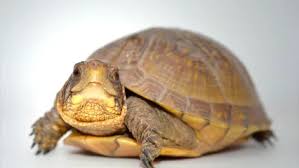 Image result for turtle