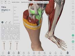 Classify individual body system functions based on their contribution to vital human functions. 8 Best Ios Anatomy Apps As Of 2021 Slant