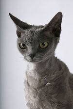 Die schnurrbarthaare sind bereits jetzt. Devon Rex Katzen Wiki Fandom