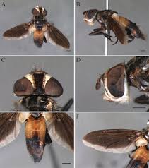 Image result for Terminalia trichopoda