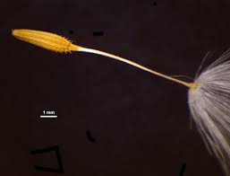 Image result for Taraxacum