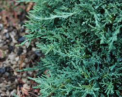 Image result for Disperis johnstonii