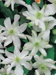 A vigorous deciduous climber, in late spring it is covered with a mass of small blooms for a period of about four weeks. Clematis Montana Jacqui Anemonen Waldrebe Jacqui Berg Waldrebe Jacqui Gunstig Kaufen