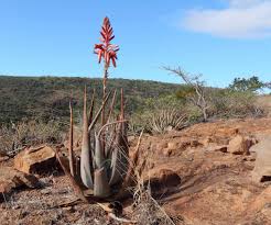 Image result for Aloe pienaarii