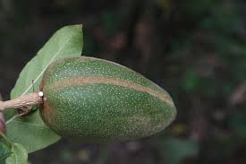 Image result for Marsdenia