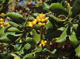 Image result for Uapaca nitida