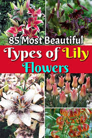 Check spelling or type a new query. Pin On Flowers Growing Tips Tricks And Everything