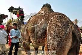 Camel qurbani by expert qasai. Eid Ul Adha Camel Qurbani In Saudi Arabia Rasmi B