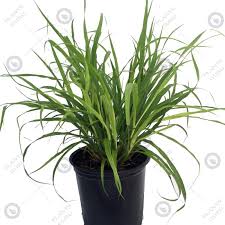 Collection by tony • last updated 2 days ago. Buy Lemon Grass Plant Online At Low Price On Plantsguru Com