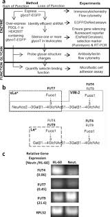 The answer is yes.because these chromosomes determine sex,genes. Silencing A1 3 Fucosyltransferases In Human Leukocytes Reveals A Role For Fut9 Enzyme During E Selectin Mediated Cell Adhesion Journal Of Biological Chemistry