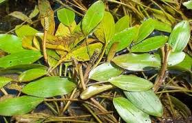 Image result for Potamogeton nodosus