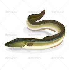 Eel Fish Fish Zoology Saltwater
