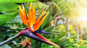 Image result for Strelitzia