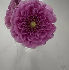 Image result for Stolzia williamsonii