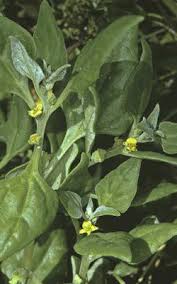 Image result for Tetragonia spicata