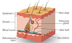 The rate of a person's hair growth depends on several factors, from genetics to what they eat. Hair Growth Cycle Understanding The Science Of Hair Sandra Bloom