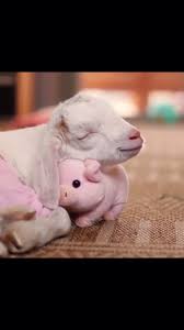 Who S Wants A Pet Goat Now Video Animals Beautiful Cute Animals Baby Animals