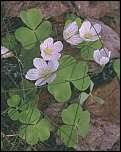 Image result for Oxalis anthelmintica