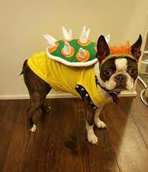 Super Mario Brothers Bowser Dog Halloween Costume Dog Halloween Costumes Halloween Costumes Couples With Dog Dog Halloween