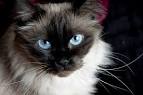 Long-haired cat with sapphire-blue eyes - Crossword Quiz ...